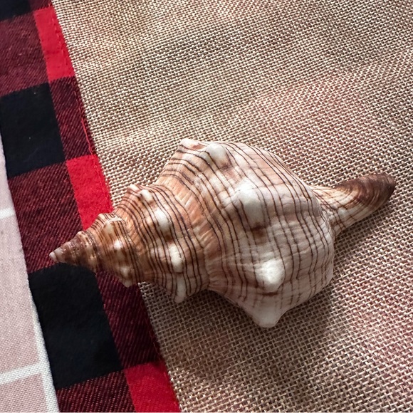 Seashells - Picture 1 of 6